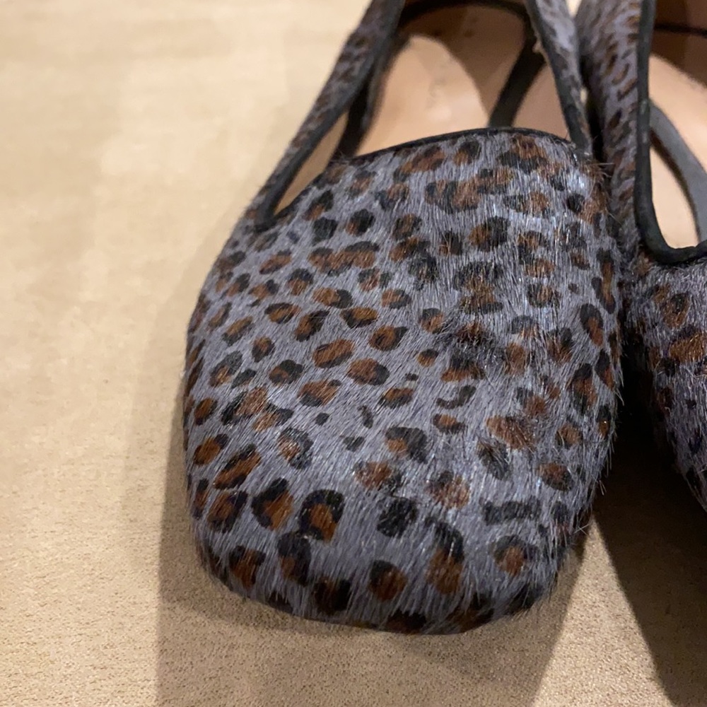 Grey Leopard - Picture 5 of 8